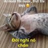 Vui Checke
