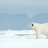 Arctic
